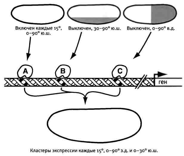 Иллюстрация к книге — Бесконечное число самых прекрасных форм [img_53.jpg]