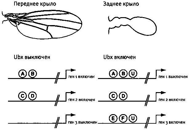 Иллюстрация к книге — Бесконечное число самых прекрасных форм [img_56.jpg]