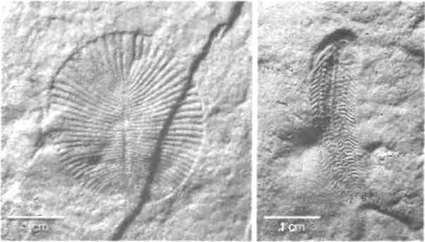 Иллюстрация к книге — Бесконечное число самых прекрасных форм [img_59.jpg]