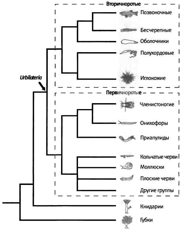Иллюстрация к книге — Бесконечное число самых прекрасных форм [img_60.jpg]
