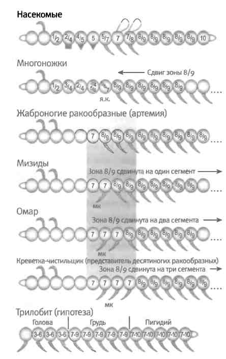 Иллюстрация к книге — Бесконечное число самых прекрасных форм [img_65.jpg]