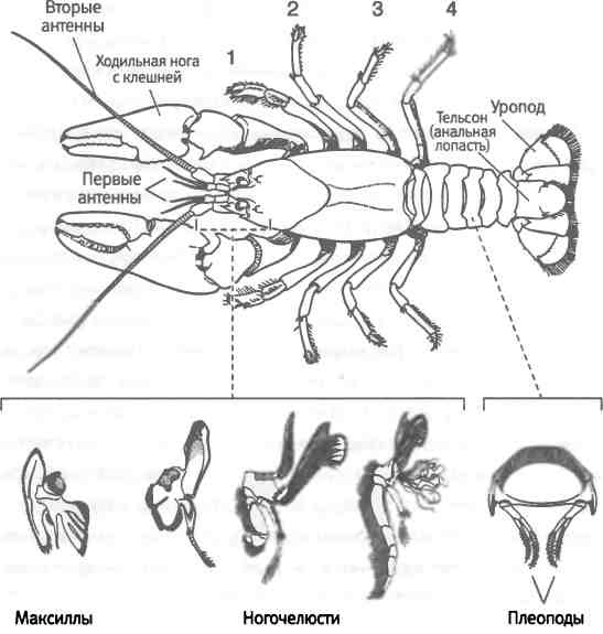 Иллюстрация к книге — Бесконечное число самых прекрасных форм [img_70.jpg]