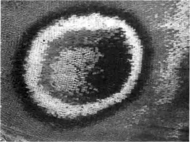 Иллюстрация к книге — Бесконечное число самых прекрасных форм [img_8.jpg]