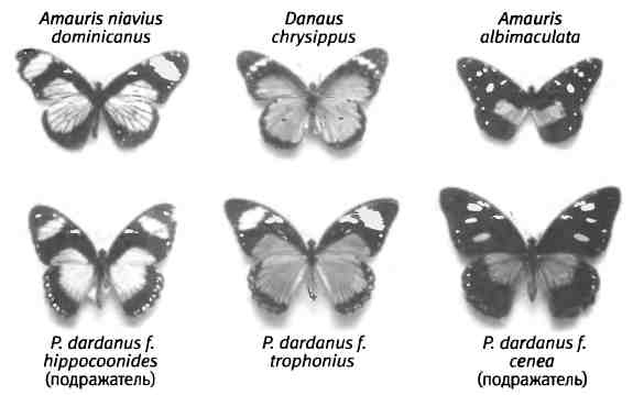 Иллюстрация к книге — Бесконечное число самых прекрасных форм [img_81.jpg]