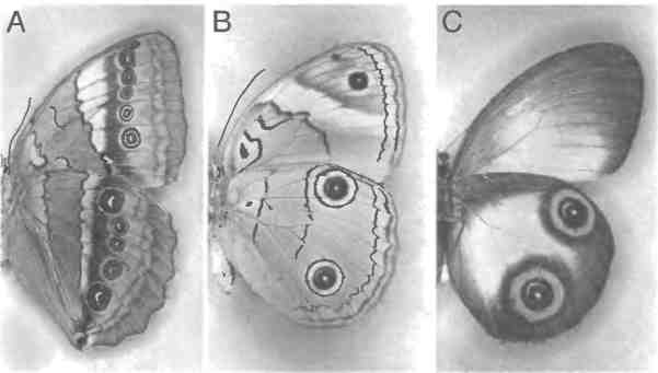 Иллюстрация к книге — Бесконечное число самых прекрасных форм [img_83.jpg]