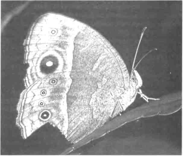 Иллюстрация к книге — Бесконечное число самых прекрасных форм [img_85.jpg]