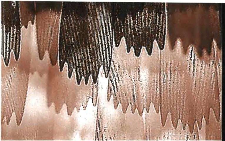 Иллюстрация к книге — Бесконечное число самых прекрасных форм [img_86.jpg]