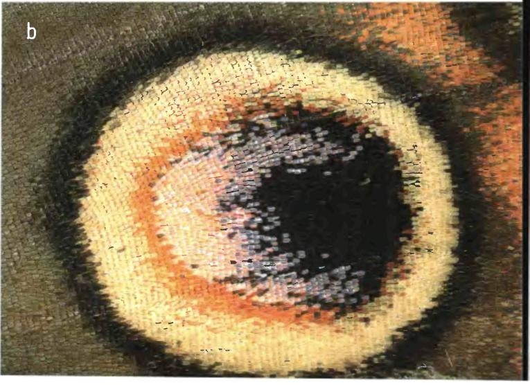 Иллюстрация к книге — Бесконечное число самых прекрасных форм [img_87.jpg]