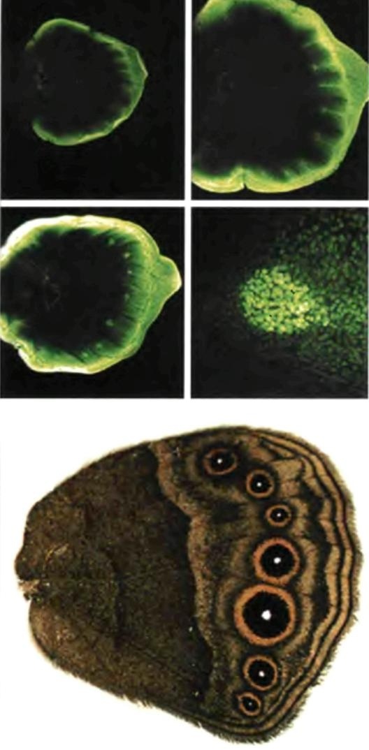 Иллюстрация к книге — Бесконечное число самых прекрасных форм [img_89.jpg]