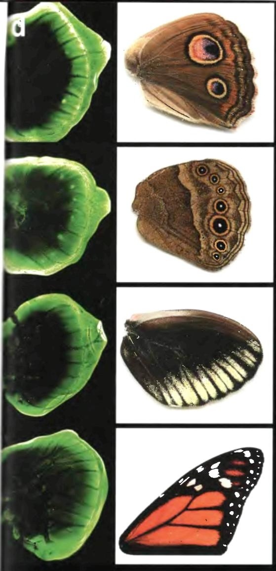 Иллюстрация к книге — Бесконечное число самых прекрасных форм [img_90.jpg]