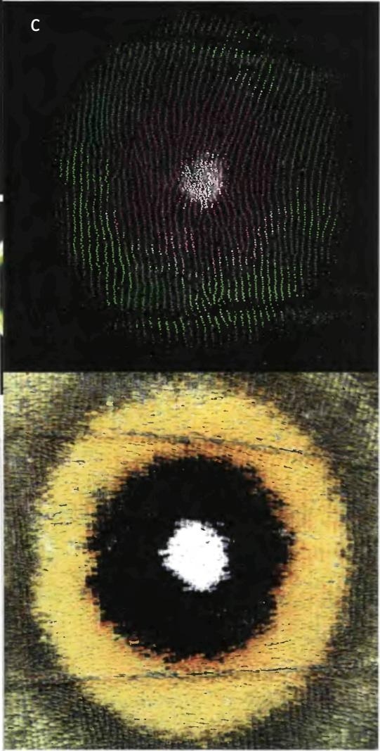 Иллюстрация к книге — Бесконечное число самых прекрасных форм [img_91.jpg]