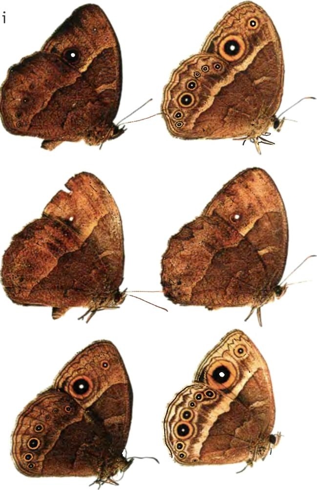 Иллюстрация к книге — Бесконечное число самых прекрасных форм [img_95.jpg]