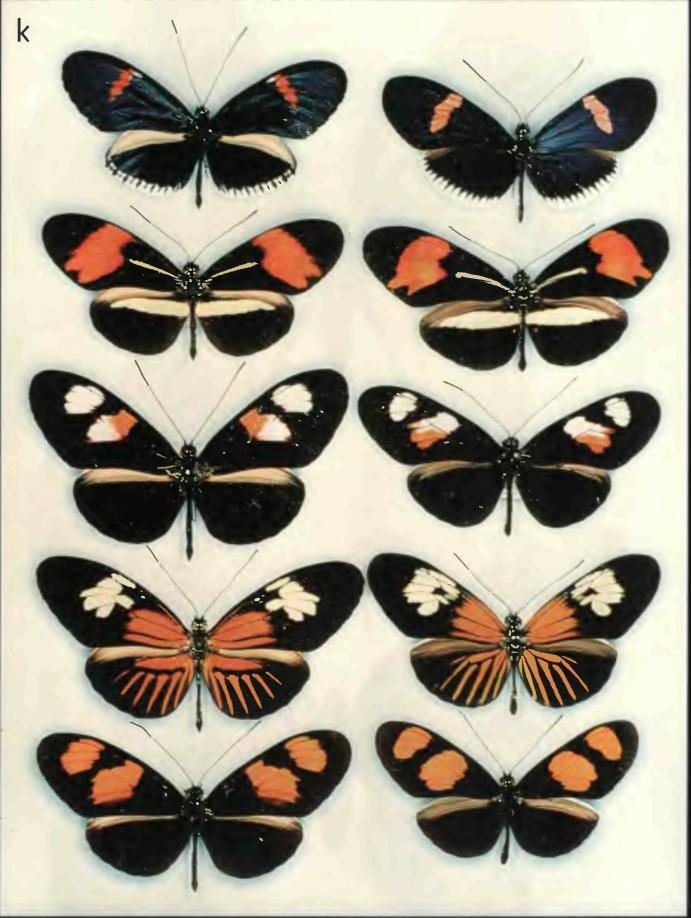 Иллюстрация к книге — Бесконечное число самых прекрасных форм [img_97.jpg]