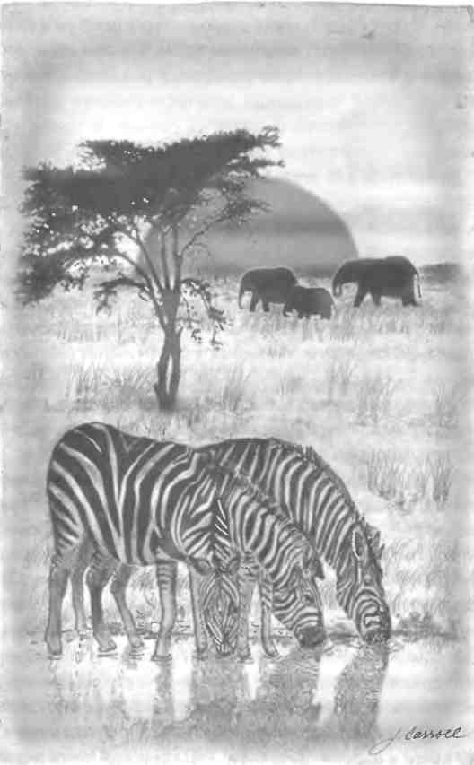 Иллюстрация к книге — Бесконечное число самых прекрасных форм [img_98.jpg]