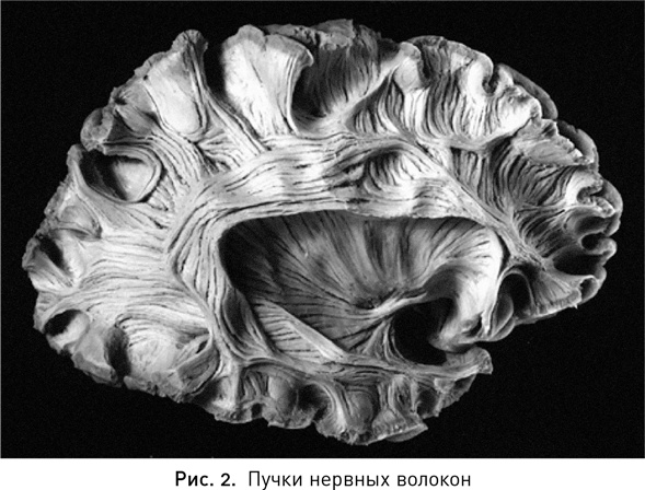 Иллюстрация к книге — Мой продуктивный мозг. Как я проверила на себе лучшие методики саморазвития и что из этого вышло [i_003.jpg]