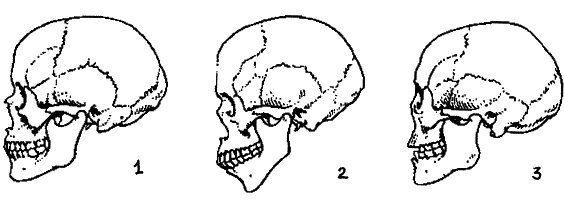 Иллюстрация к книге — Тайная родословная человечества [_03.jpg]