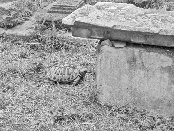 Иллюстрация к книге — Ермолка под тюрбаном [i_005.jpg]