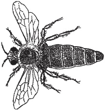 Иллюстрация к книге — Пуговицы Наполеона. Семнадцать молекул, которые изменили мир [i_003.jpg]