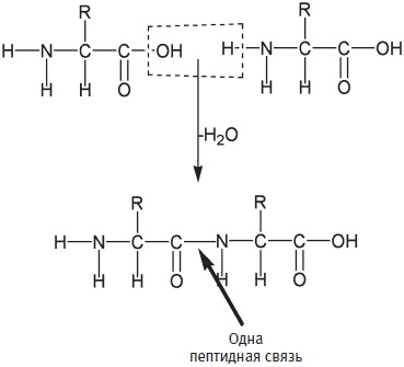 Иллюстрация к книге — Пуговицы Наполеона. Семнадцать молекул, которые изменили мир [i_099.jpg]