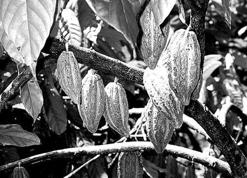 Иллюстрация к книге — Пуговицы Наполеона. Семнадцать молекул, которые изменили мир [i_237.jpg]