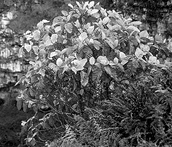 Иллюстрация к книге — Пуговицы Наполеона. Семнадцать молекул, которые изменили мир [i_282.jpg]