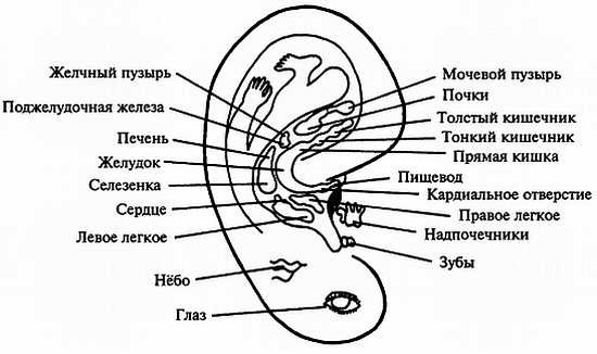 Иллюстрация к книге — Цигун для здоровья и боевых искусств. Полный практический курс [_03.jpg]
