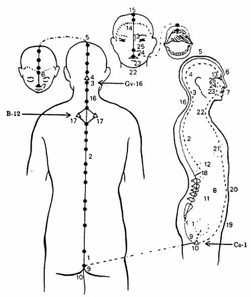 Иллюстрация к книге — Цигун. Изменения мышц и сухожилий промывания костного и головного мозга. Секреты молодости [_71.jpg]
