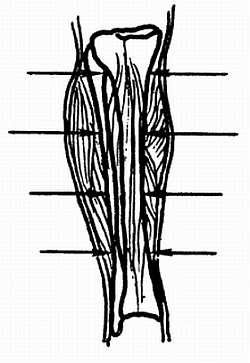 Иллюстрация к книге — Цигун. Изменения мышц и сухожилий промывания костного и головного мозга. Секреты молодости [_80.jpg]