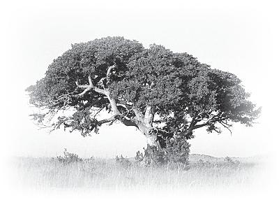 Иллюстрация к книге — Когда зомби оживают... Призрачная магия Черного континента [_07.jpg]