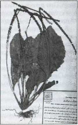 Иллюстрация к книге — Загадки старой Персии [i_045.jpg]