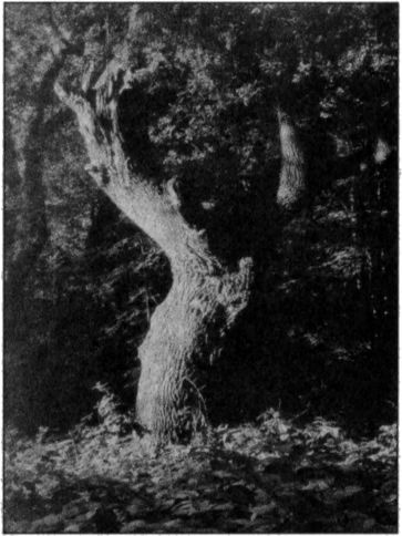 Иллюстрация к книге — Стоунхендж Третьего рейха [i_014.jpg]