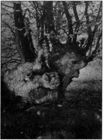 Иллюстрация к книге — Стоунхендж Третьего рейха [i_015.jpg]