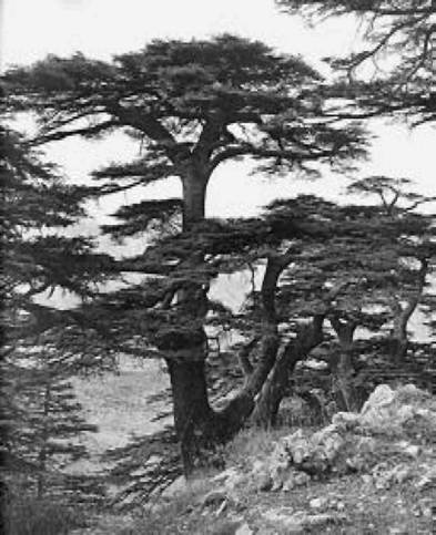 Иллюстрация к книге — Загадки Финикии [any2fbimgloader20.jpg]