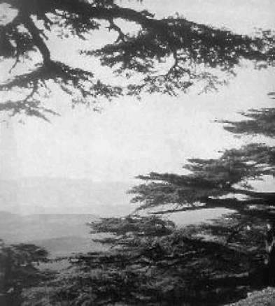 Иллюстрация к книге — Загадки Финикии [any2fbimgloader4.jpg]