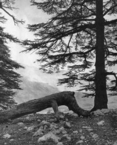 Иллюстрация к книге — Загадки Финикии [any2fbimgloader9.jpg]