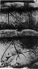 Иллюстрация к книге — Тайны Русского каганата [g68.jpg]