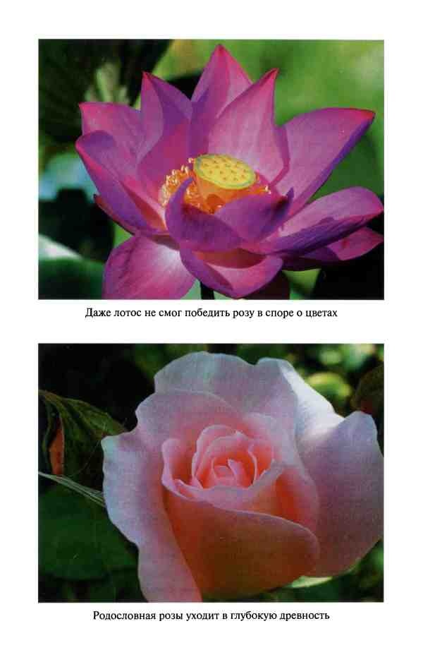 Иллюстрация к книге — Сокровища и реликвии потерянных цивилизаций [i_013.jpg]