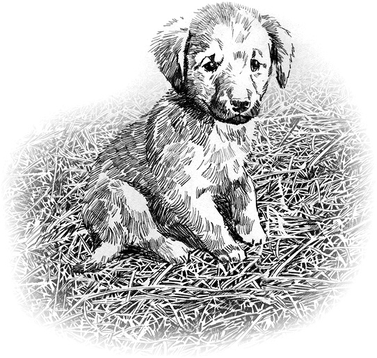 Иллюстрация к книге — Ореховый Будда [i_029.jpg]