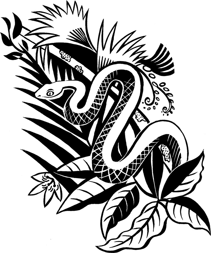 Иллюстрация к книге — Мальчик из джунглей [i_005.jpg]