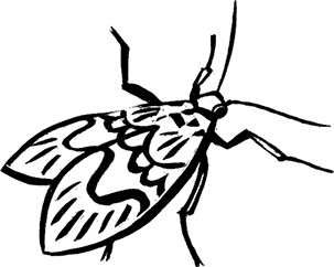 Иллюстрация к книге — Мальчик из джунглей [i_006.jpg]