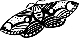 Иллюстрация к книге — Мальчик из джунглей [i_009.jpg]