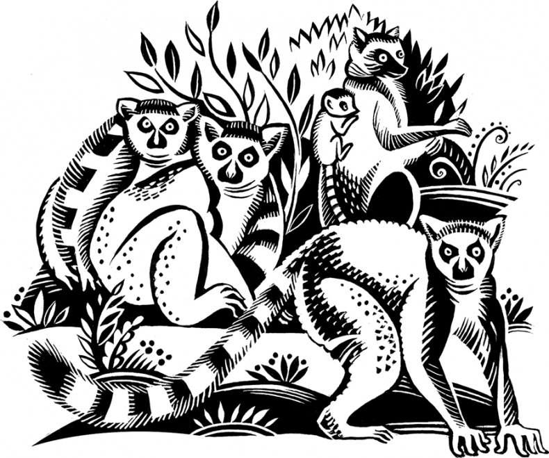 Иллюстрация к книге — Мальчик из джунглей [i_017.jpg]