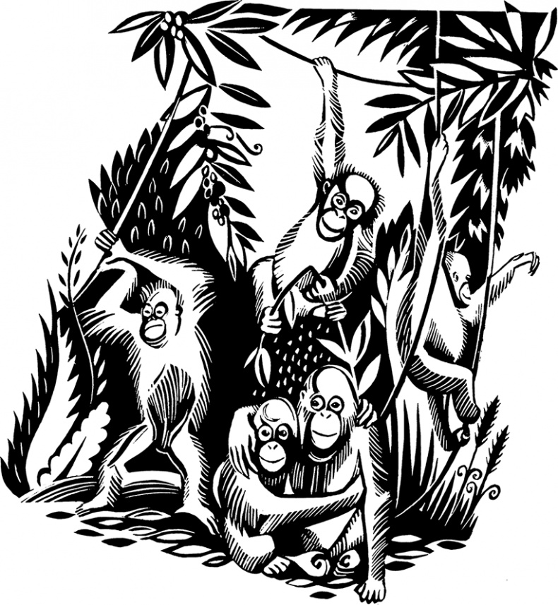 Иллюстрация к книге — Мальчик из джунглей [i_020.jpg]