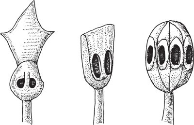 Иллюстрация к книге — Монгольская империя Чингизидов. Чингисхан и его преемники [_01.jpg]