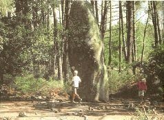 Иллюстрация к книге — Небесные учителя [pic_169.jpg]