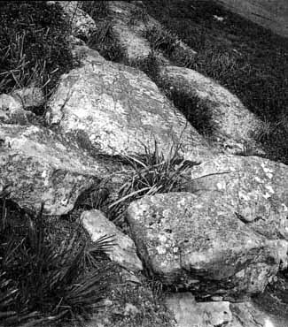 Иллюстрация к книге — Каменный век был иным... [i_041.jpg]