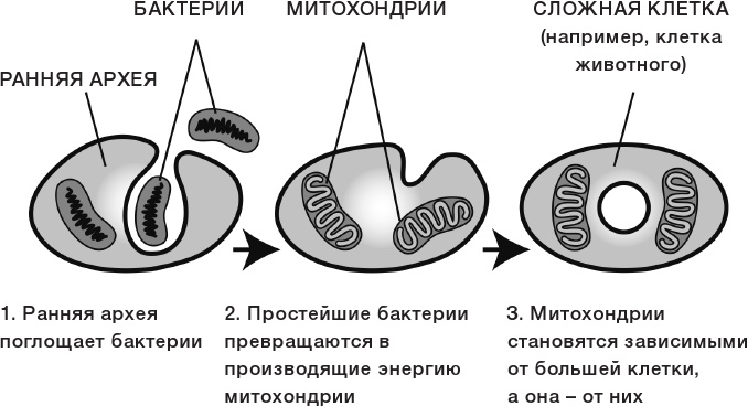 Иллюстрация к книге — 10% HUMAN. Как микробы управляют людьми [i_005.jpg]