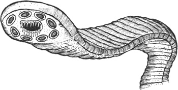 Иллюстрация к книге — Румо, или Чудеса в темноте [img_0031.jpg]