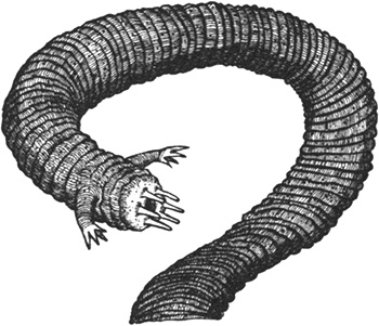 Иллюстрация к книге — Румо, или Чудеса в темноте [img_0032.jpg]