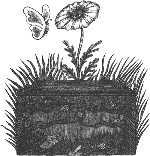 Иллюстрация к книге — Румо, или Чудеса в темноте [img_0071.jpg]